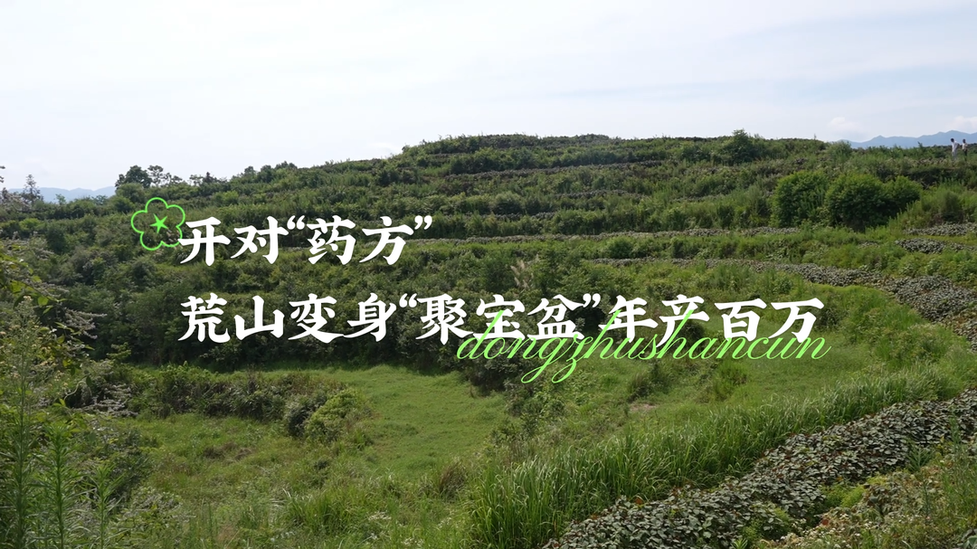 视频|中方花桥镇：开对“药方” 荒山变身“聚宝盆”年产百万