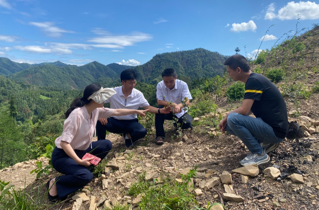 中方县林业局：种下油茶树 筑起防火墙
