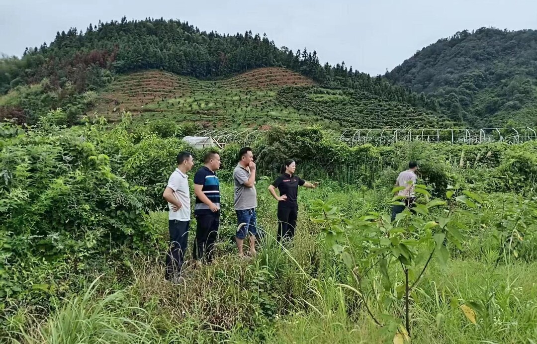 刘佳到袁家镇桂花村调研乡村振兴等重点工作