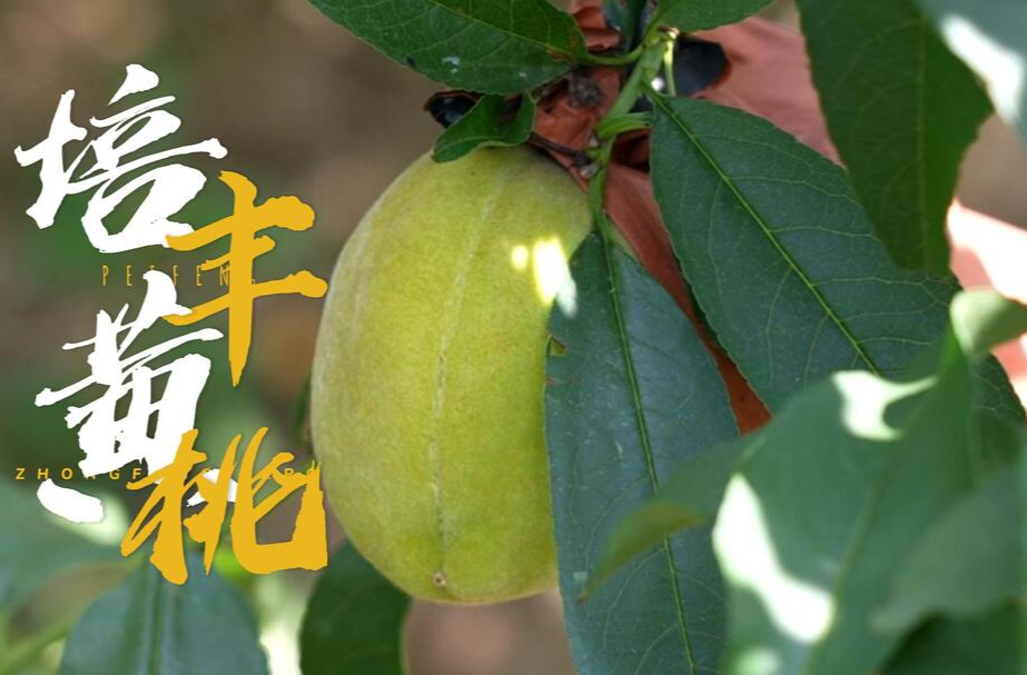 视频|迫不及待！中方铁坡的黄桃要熟了！