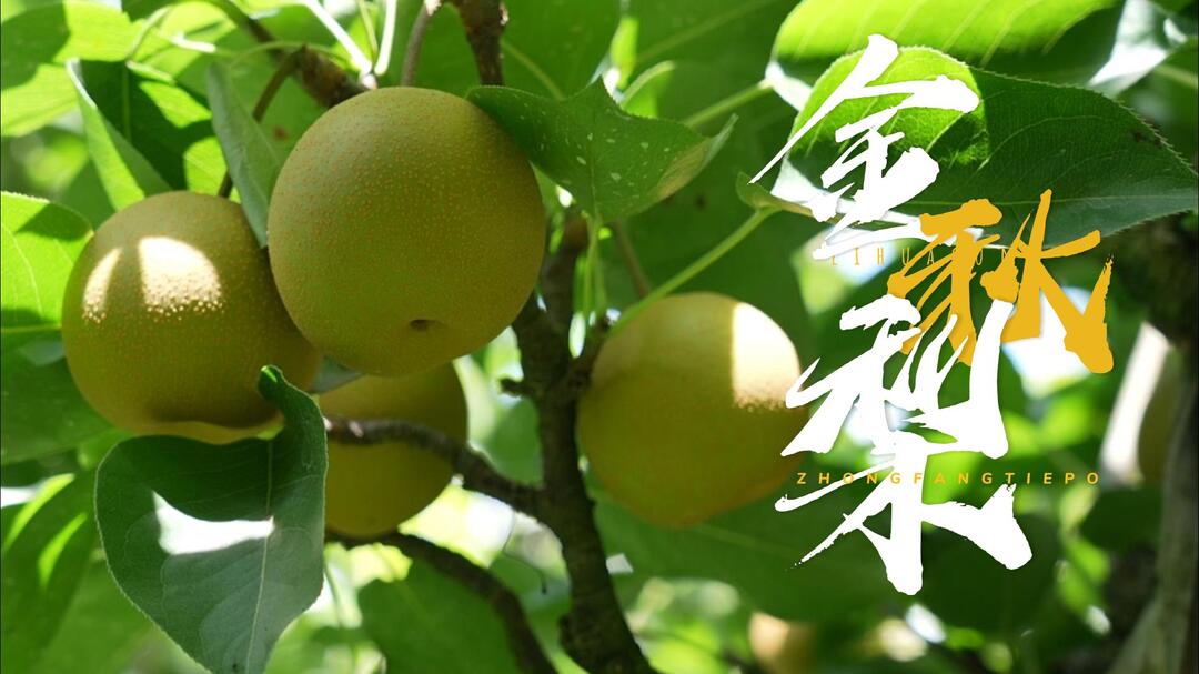 视频|中方县铁坡镇：千亩梨园梨正圆