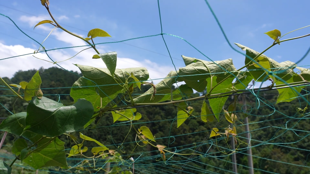 视频|中方县铁坡镇：夏季打枝忙 丰收有保障——当好罗汉果丰收“护航员”