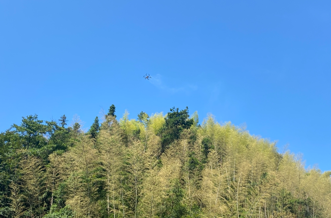 视频|中方县林业局：无人机喷药防治黄脊竹蝗 守护青山绿水