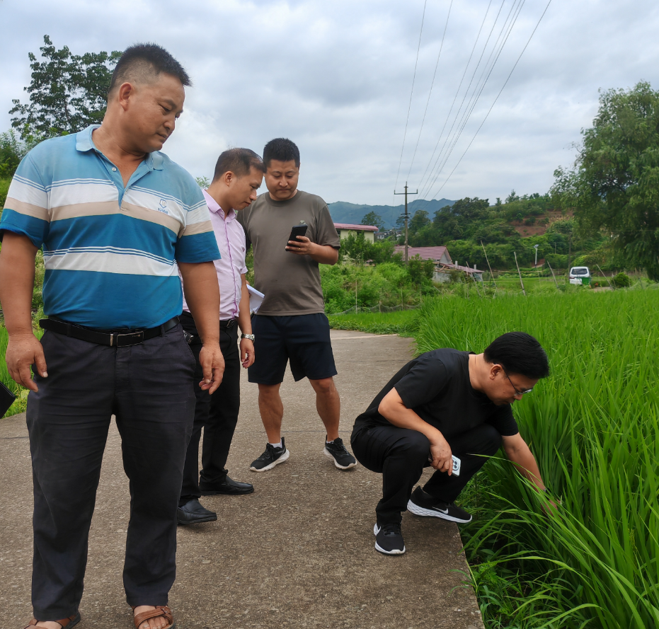 杨志初到铜湾镇督导抗旱工作
