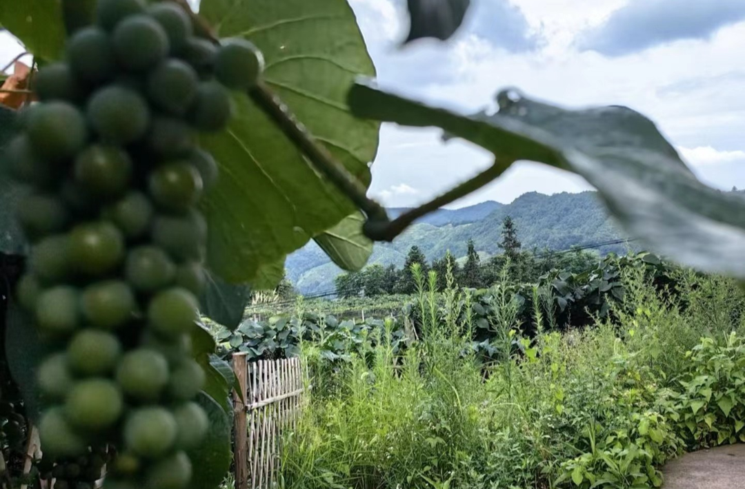 中方县桐木镇：小山村迎来大变化