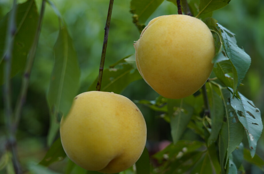 视频|中方县新建镇干冲村的黄桃丰收啦