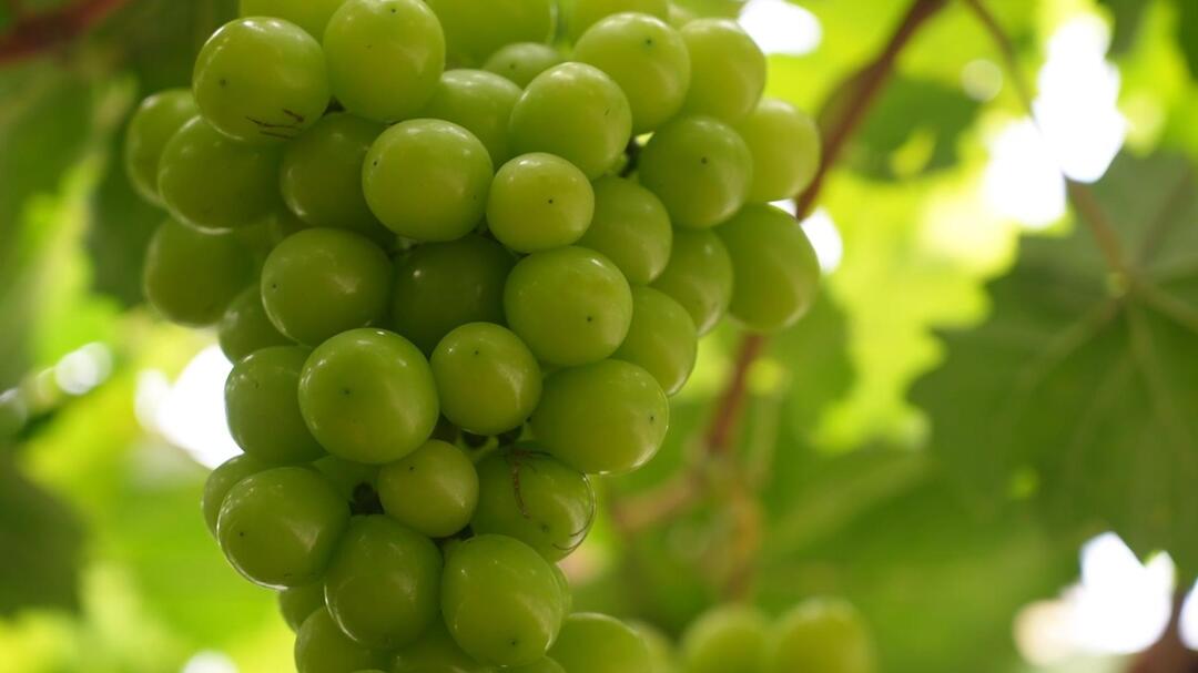 视频|初投产！快来尝尝中方葡萄沟的阳光玫瑰吧！