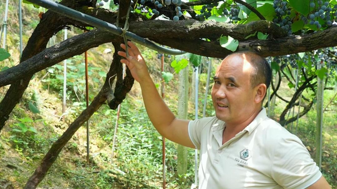 视频|刺葡萄种植大户唐克平：“葡”写致富经  “萄”出好“钱”景