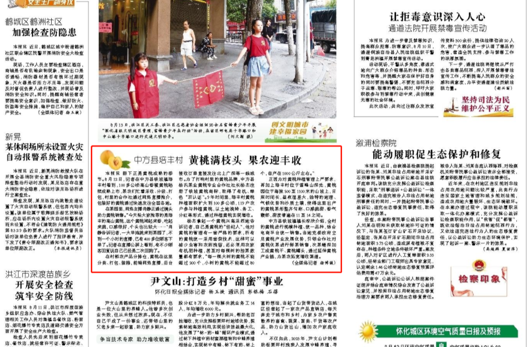 怀化日报|中方县培丰村 黄桃满枝头 果农迎丰收