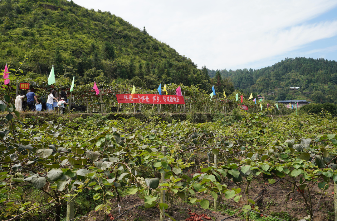 中方县新路河镇大竹村猕猴桃丰收采摘忙 农旅融合促增收