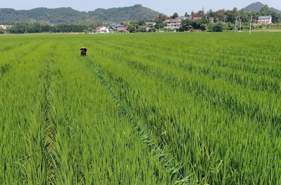 希望的田野|中方花桥：制种基地赶花忙  “芯”征程上风景秀