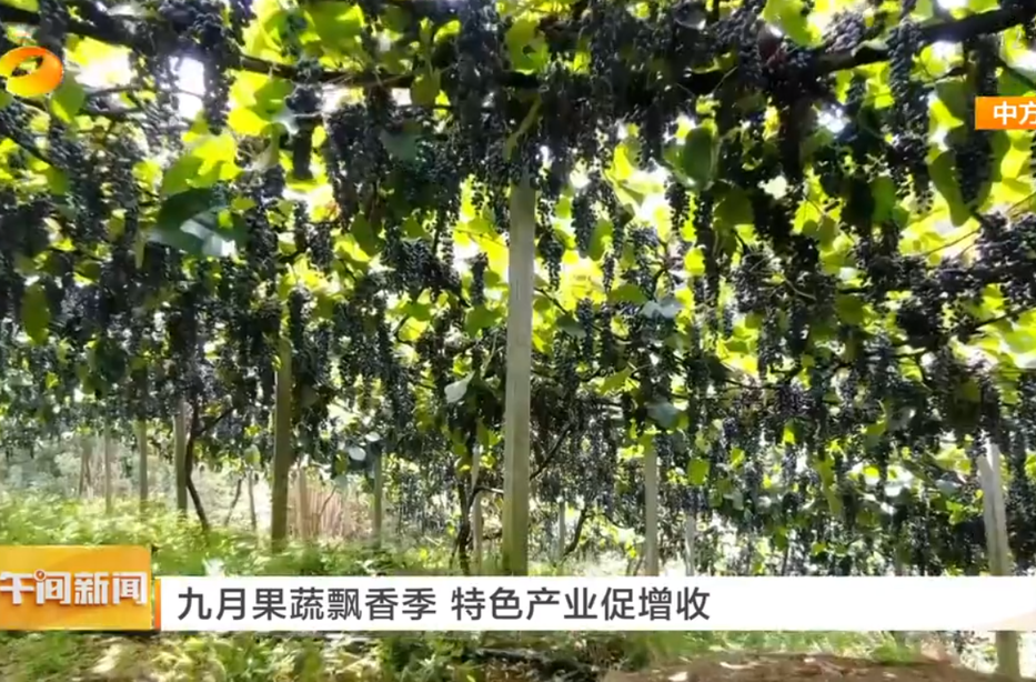 湖南卫视午间新闻|九月果蔬飘香季 特色产业促增收