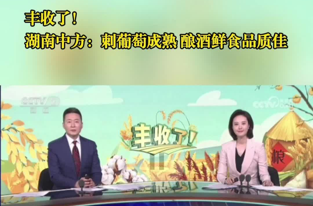 天下财经|丰收了！湖南中方：刺葡萄成熟 酿酒鲜食品质佳