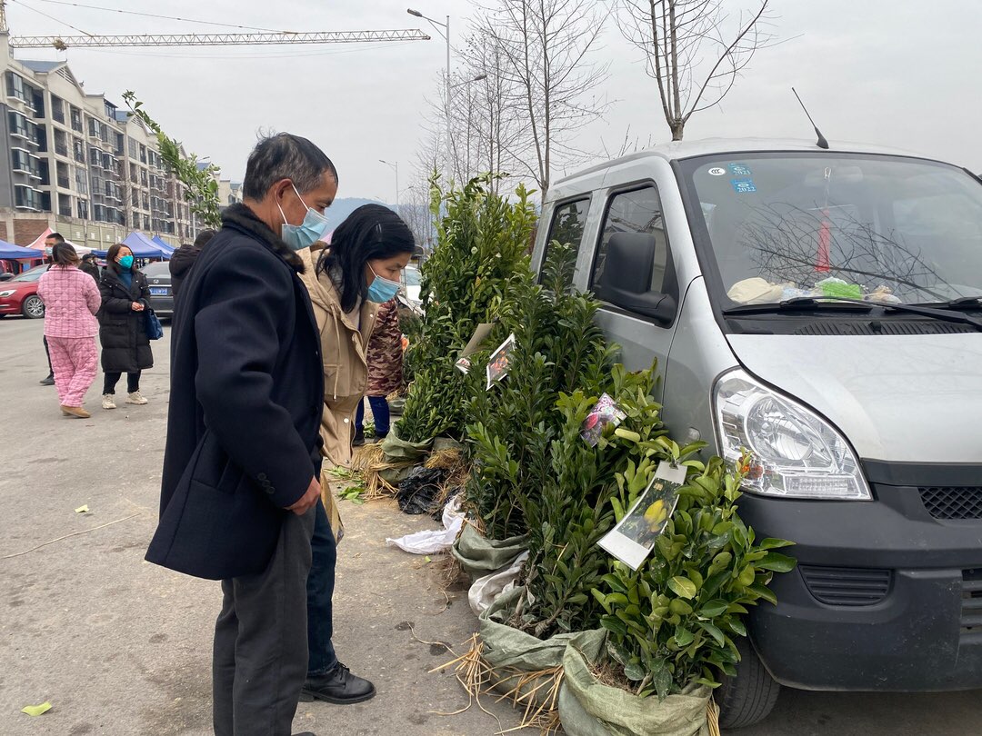 新春走基层 | 新春赶大集 苗木购销忙