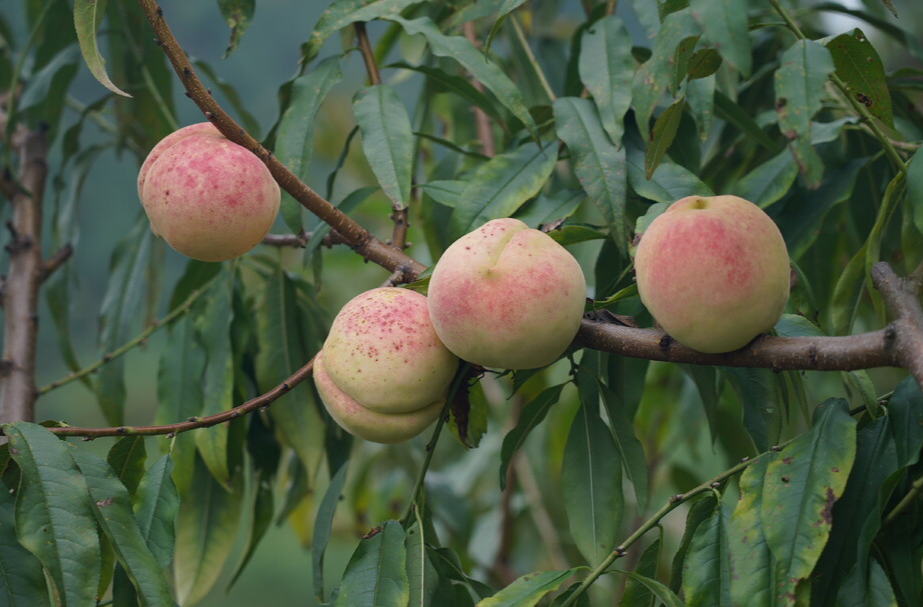 视频|中方县：冬桃大丰收 “电商+直播”打开新销路