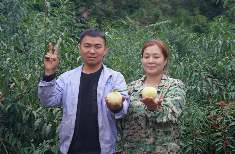 视频|中方县铁坡镇梨花村：冬桃喜丰收 一树结果300斤