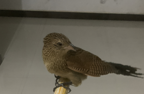 办公室“闯”入一只鸟，经专家鉴定为国家二级重点保护野生动物——小鸦鹃