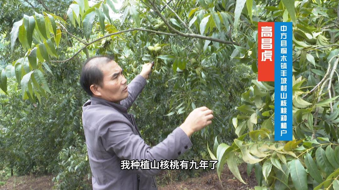 视频|中方：“绿果果”变“金果果”  “洋核桃”成“摇钱树”