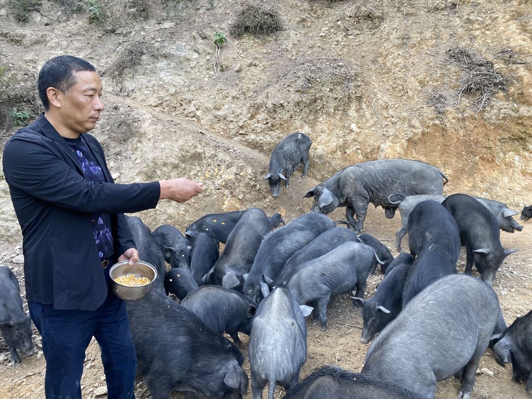 希望的田野|中方县板山场村：林下放养跑山猪  “跑”出乡村振兴致富路