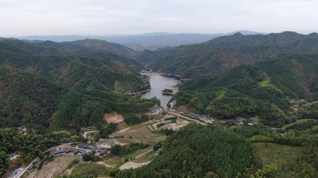 视频|中方：林下放养跑山猪 “跑”出乡村振兴致富路