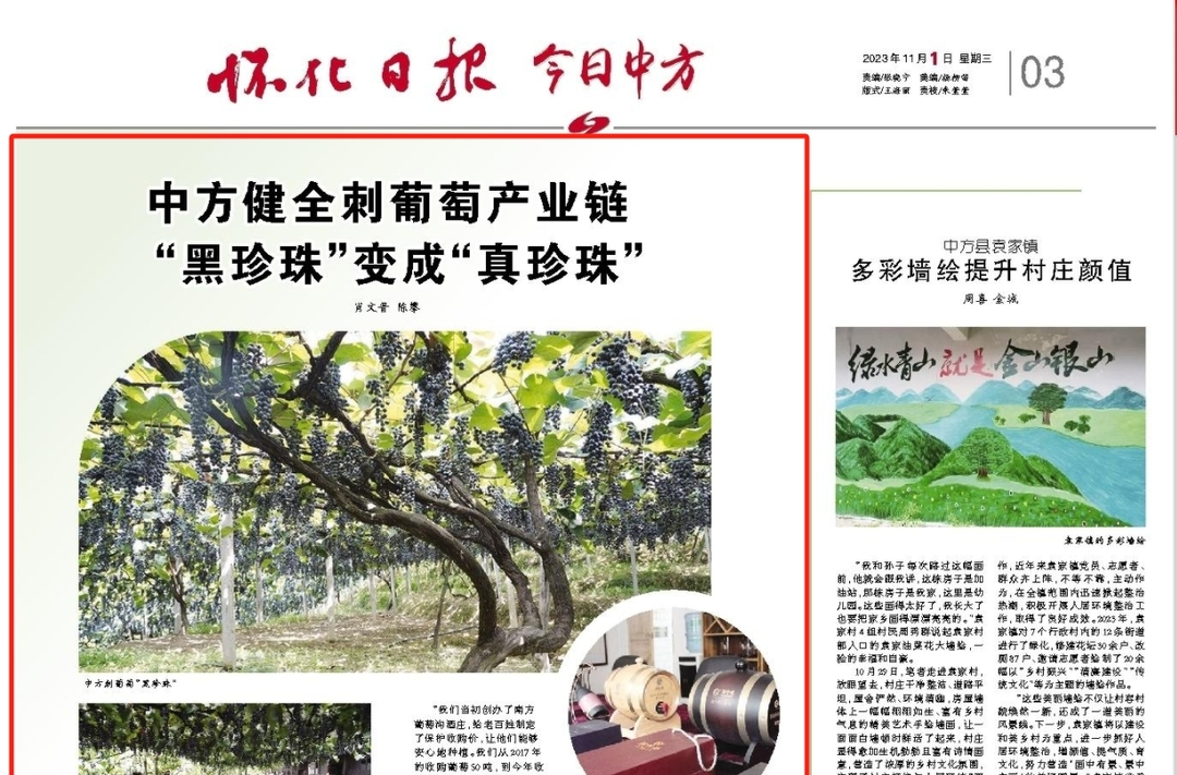 怀化日报|中方健全刺葡萄产业链 “黑珍珠”变成“真珍珠”