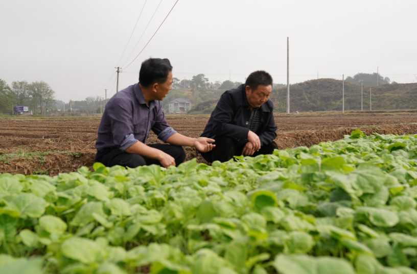 希望的田野|中方：抢抓时节谋秋种 油菜移栽正当时