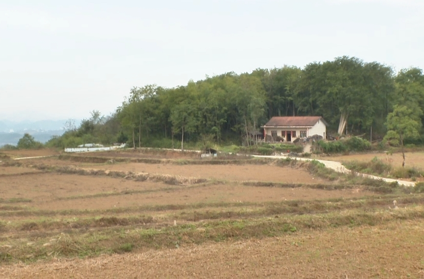 希望的田野|中方县泸阳镇泸阳村：推动建立中药材基地220亩，以中药材产业发展助力乡村振兴