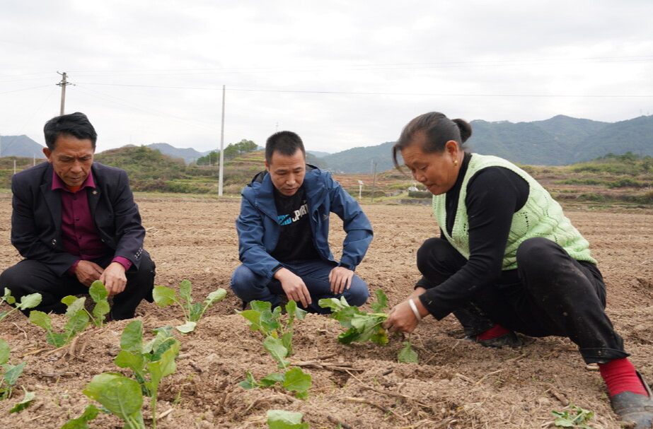 视频|中方：初冬时节  油菜移栽正当时