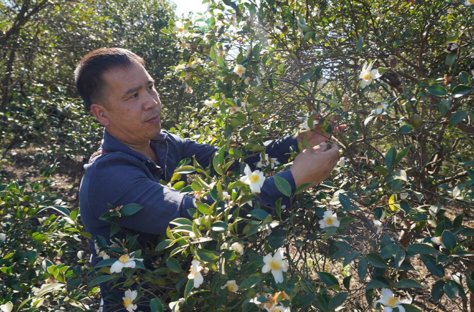 中方：精管细护让32万亩老油茶林迸发新活力