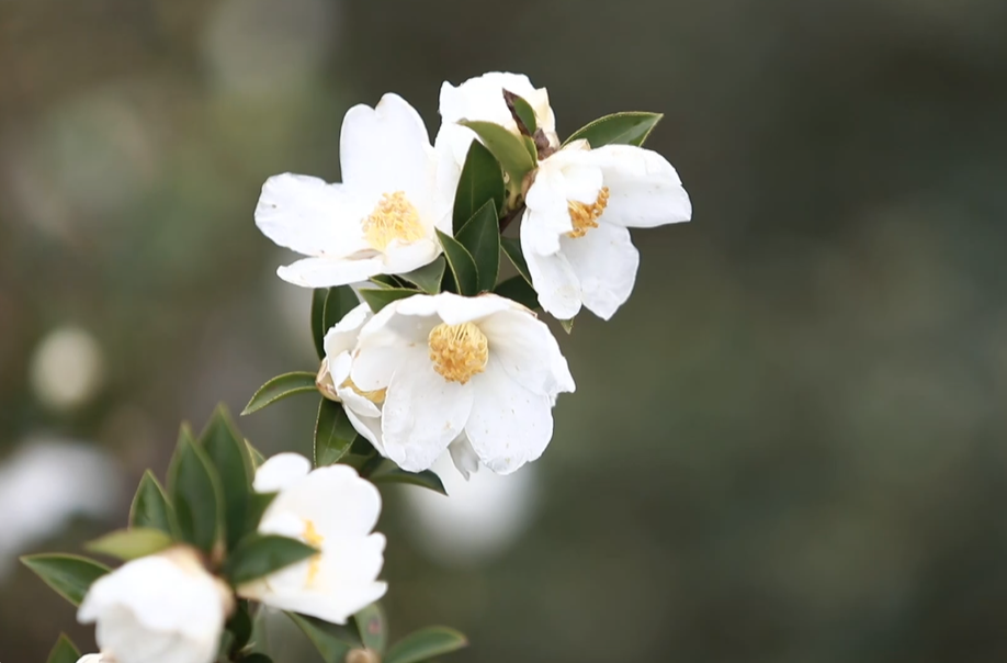 视频｜中方：万亩油茶花开漫山坡