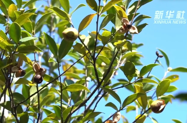 新华社|怀化中方：万亩老油茶林迸发新活力