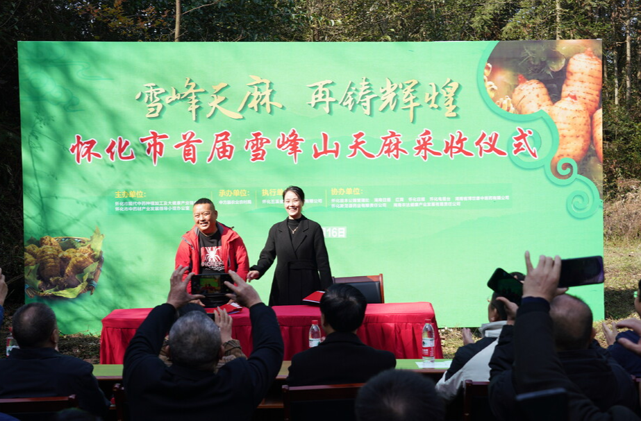 怀化市首届雪峰山天麻采收仪式在中方县举行