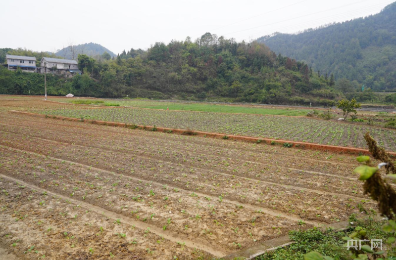 央广网|振兴“湘”村|湖南中方县：开展高标准农田建设，“水毁田”变“良田”
