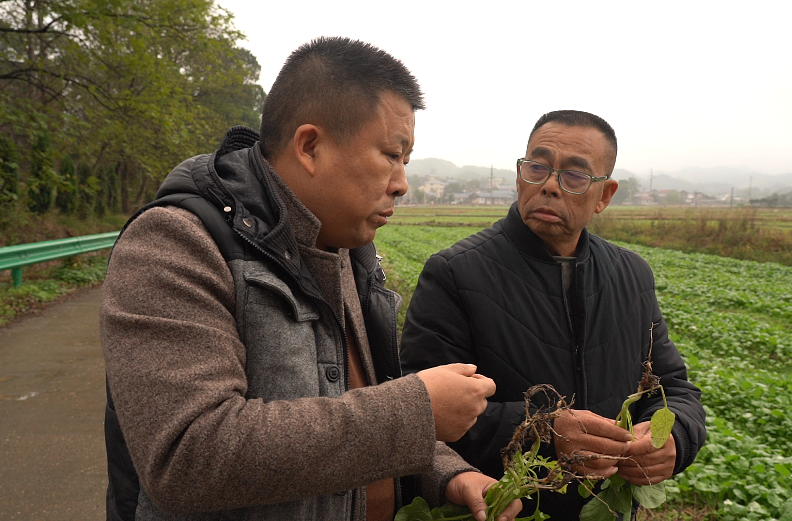 中方：油菜长成“萝卜” 技术人员上门解难题