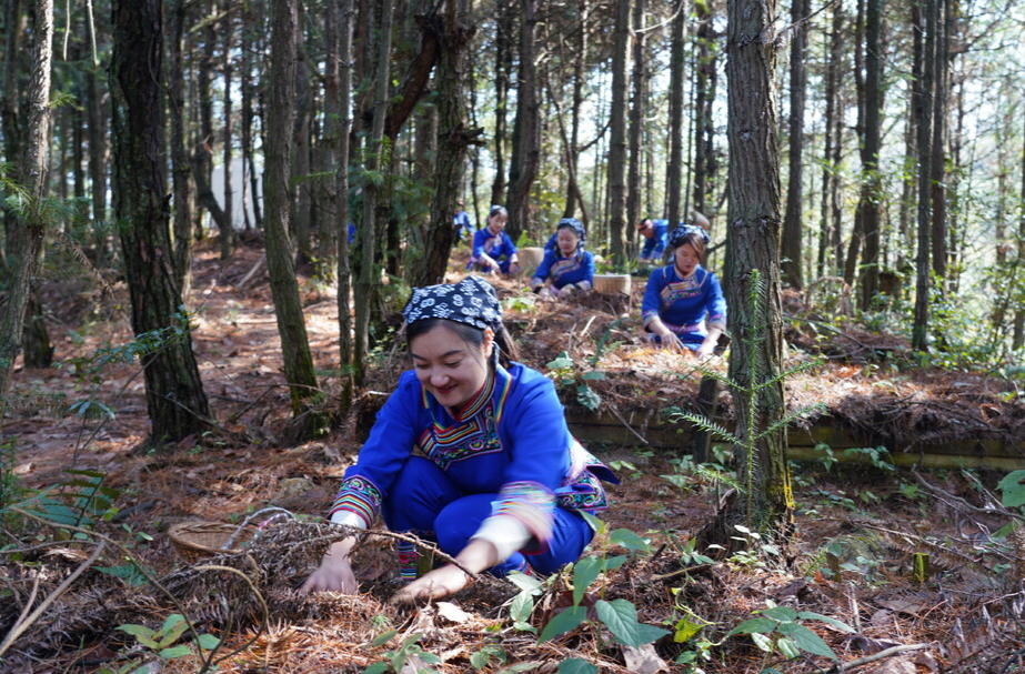 希望的田野|天麻采收季 中方大地好“丰”景