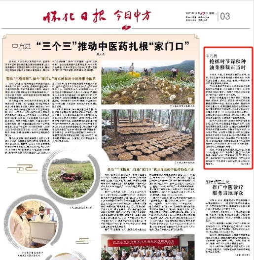 怀化日报|中方县抢抓时节谋秋种 油菜移栽正当时