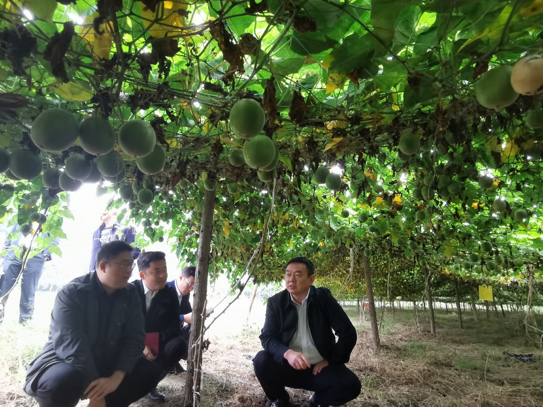 锚准产业 精准助力  中方县人大常委会助推罗汉果产业发展