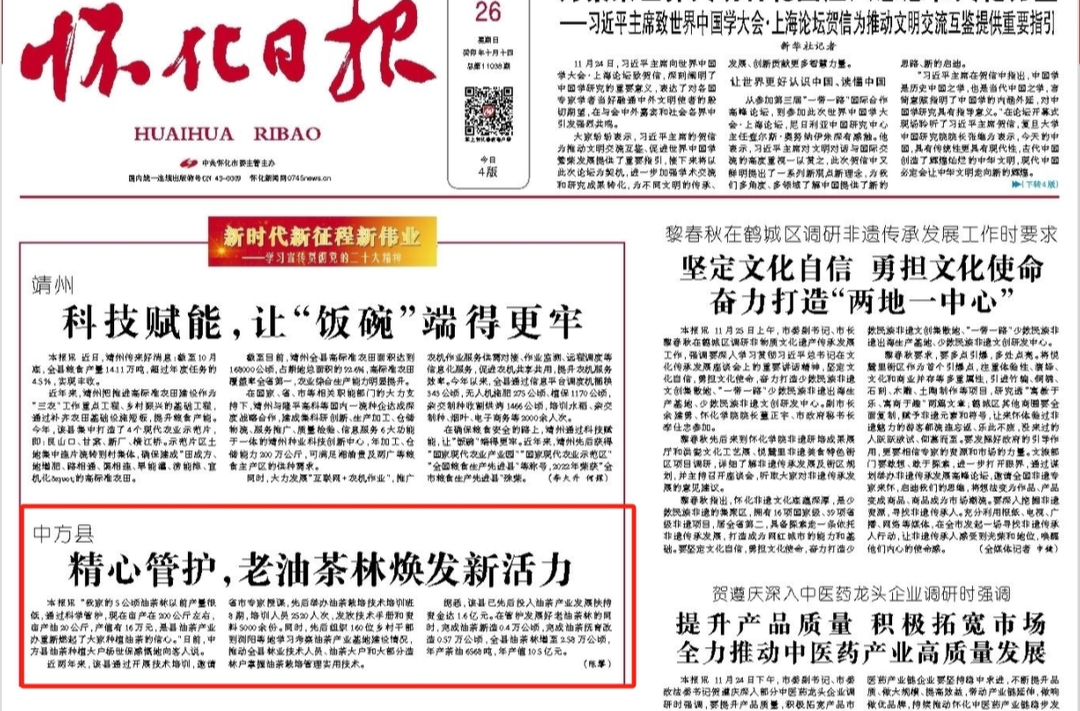 怀化日报头版|中方县精心管护，老油茶林焕发新活力