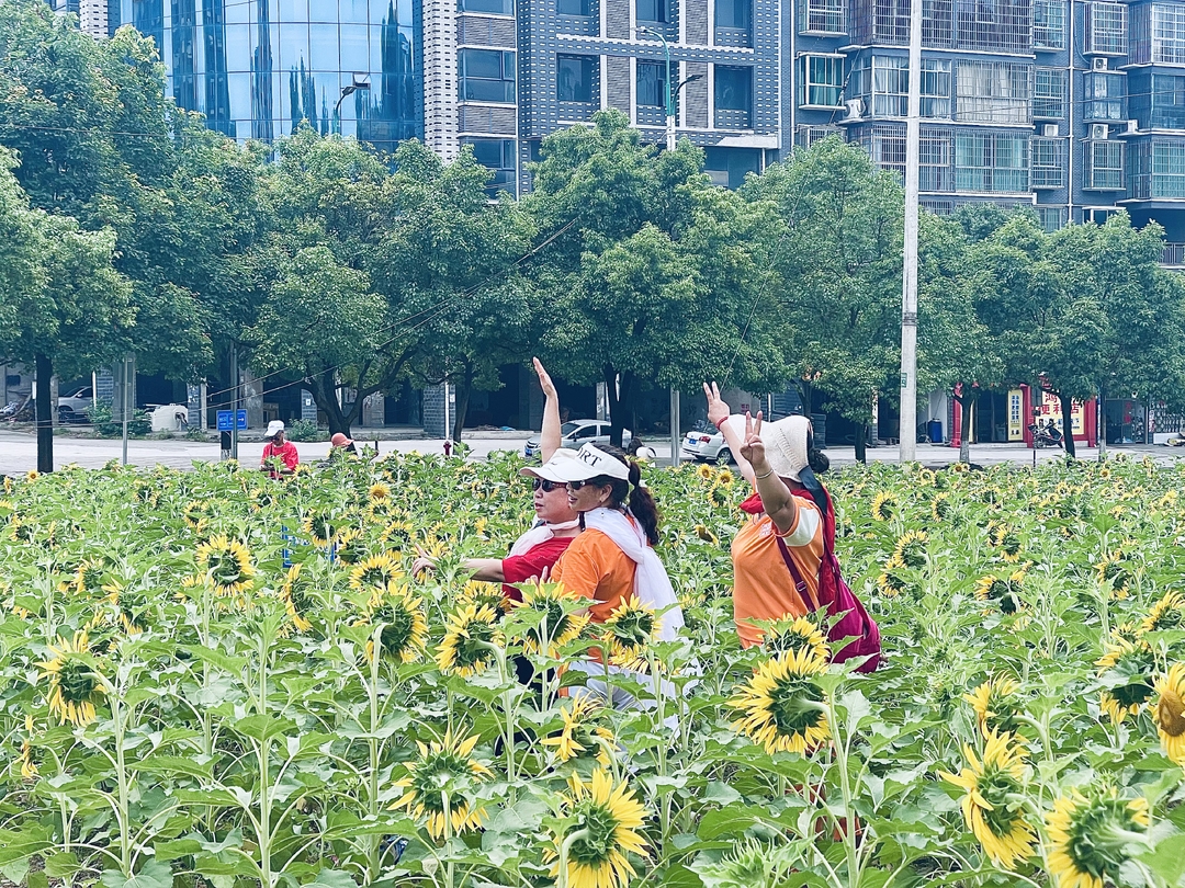 中方县城管执法局：栽植花卉，为城市添绿增彩
