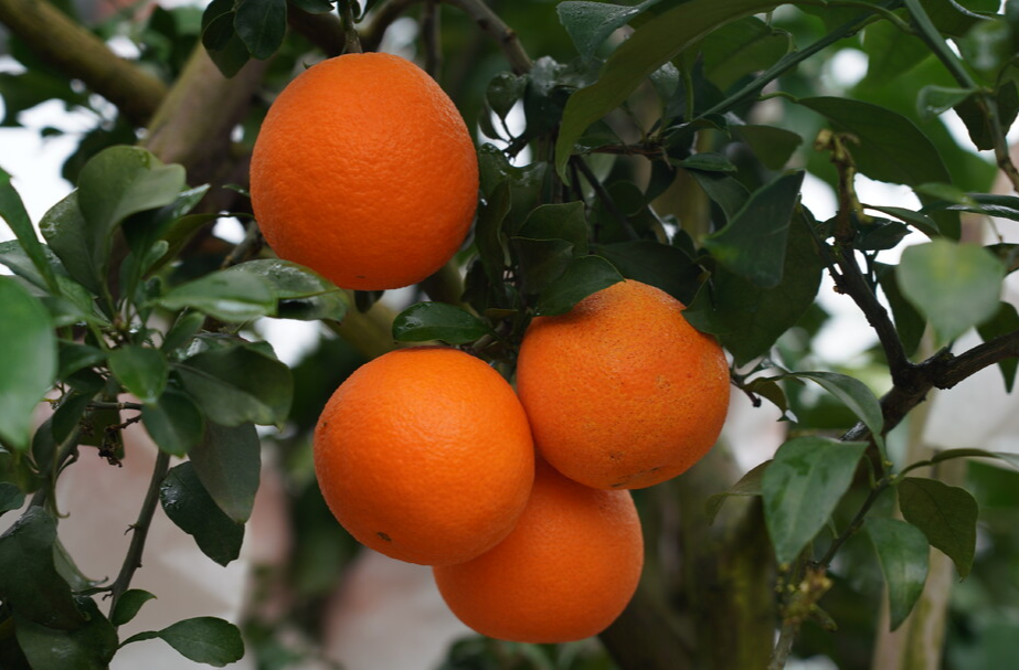 视频｜中方：云雾山里“美人俏”  果农迎来丰收季