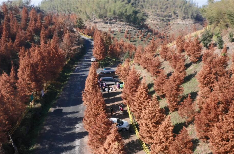 图片新闻|怀化市泸阳国有林场：水杉红似火 层林美如画