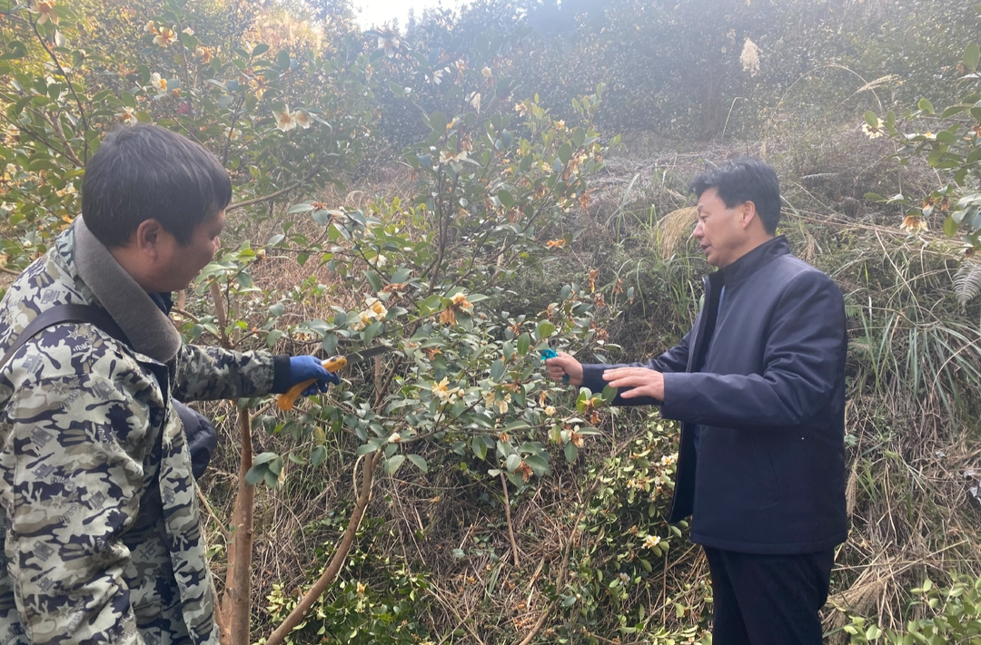 视频|中方县林业局开展油茶冬季管护技术指导工作