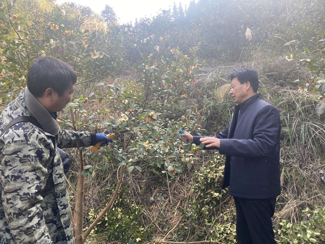 中方县林业局开展油茶冬季管护技术指导工作