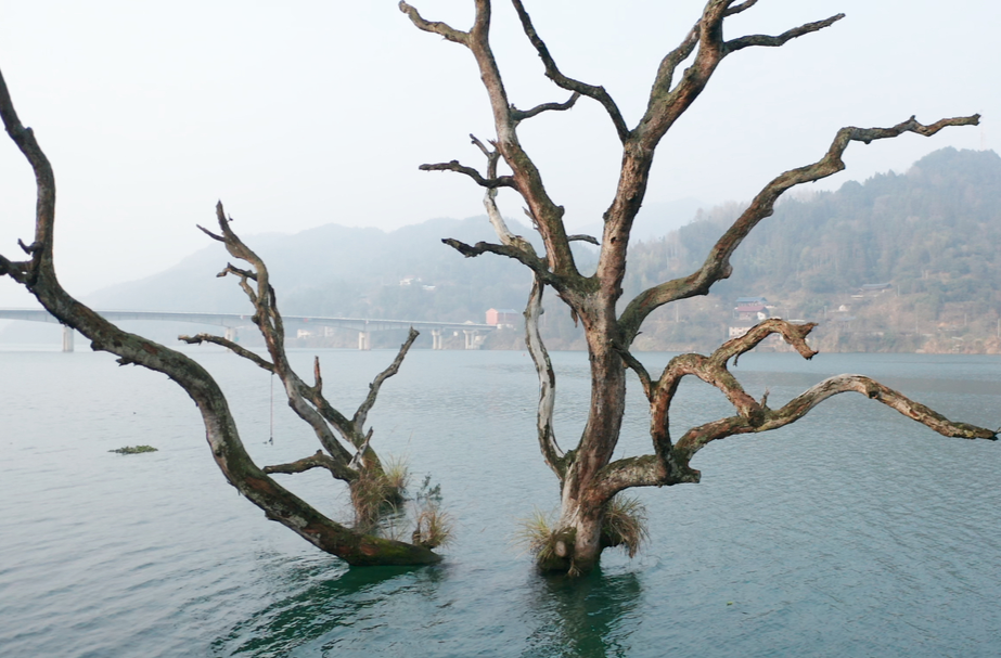 视频|中方县新路河镇：咱镇有棵“树坚强”