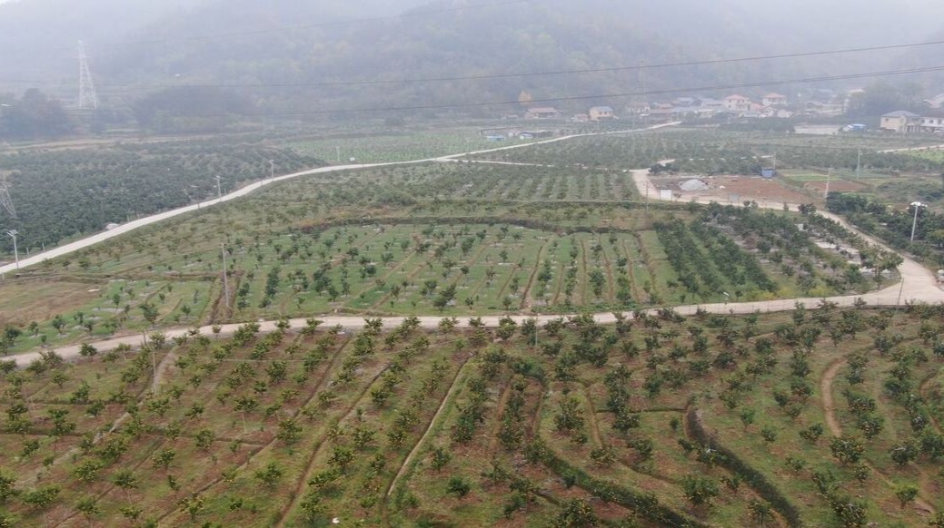 视频|中方：五百亩果园迎丰收  钱包鼓了 果农笑了