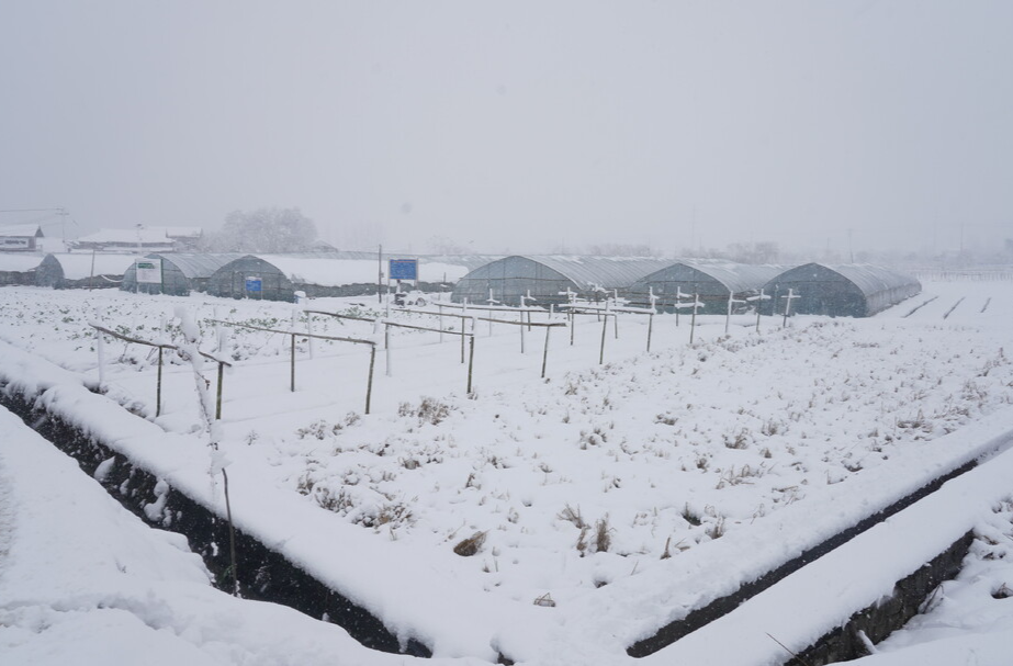 中方：积极应对大雪天气，确保“菜篮子”生产稳定