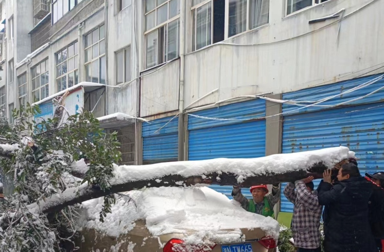 积雪压倒大树砸中车辆 中方园林工作人员及时施救
