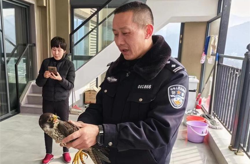中方：警民联手，救助“落难”野生游隼