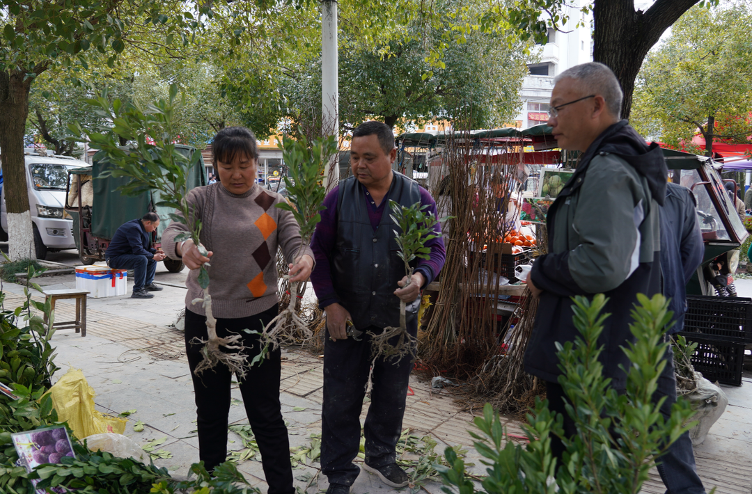 新春走基层|中方：人勤春来早  苗木市场交易忙