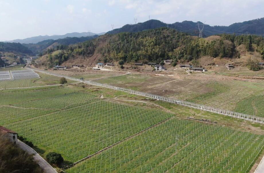 希望的田野|中方：葡萄园里管护忙 不负农时不负春